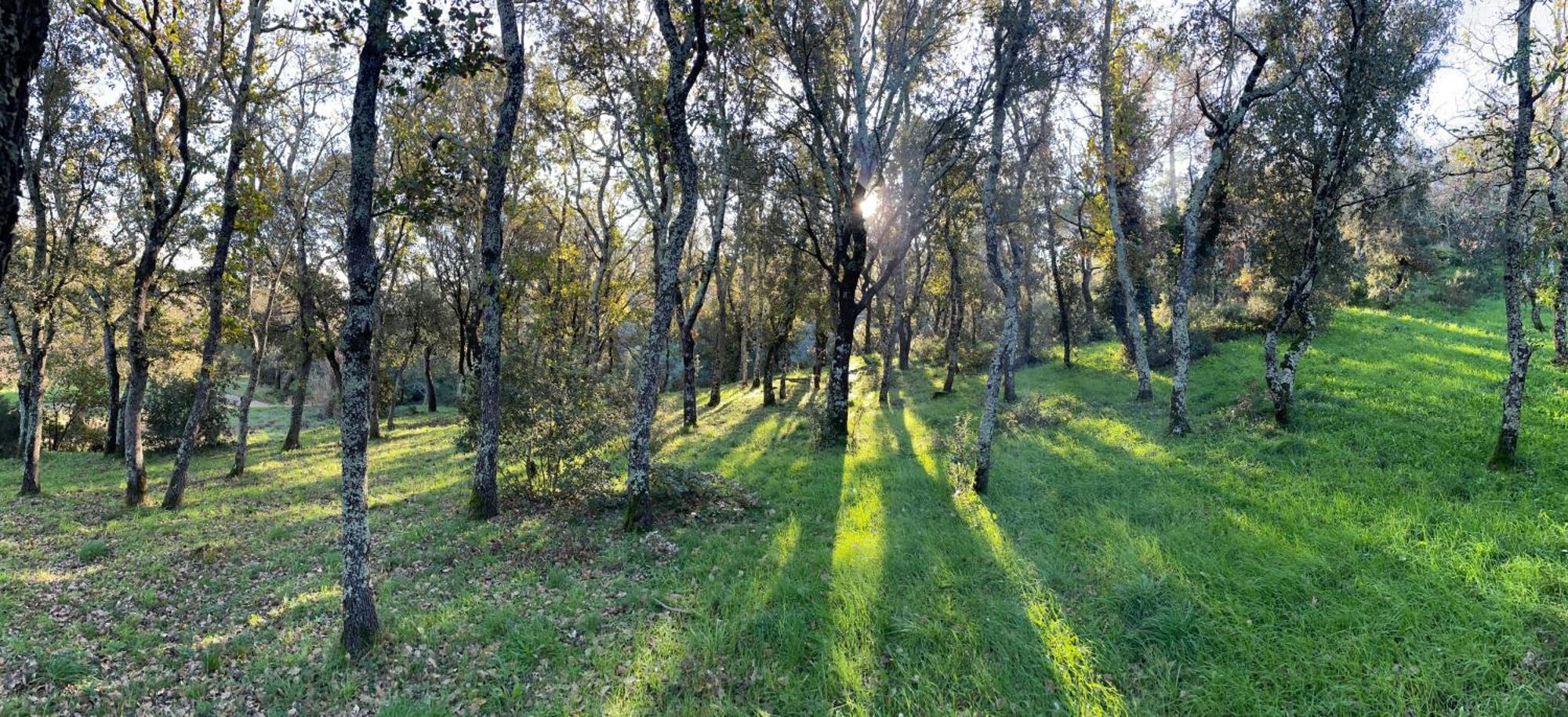 Le Mas De Cocody Le Plan-de-la-Tour Dış mekan fotoğraf